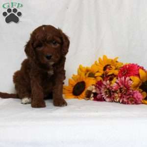 Holly, Mini Goldendoodle Puppy